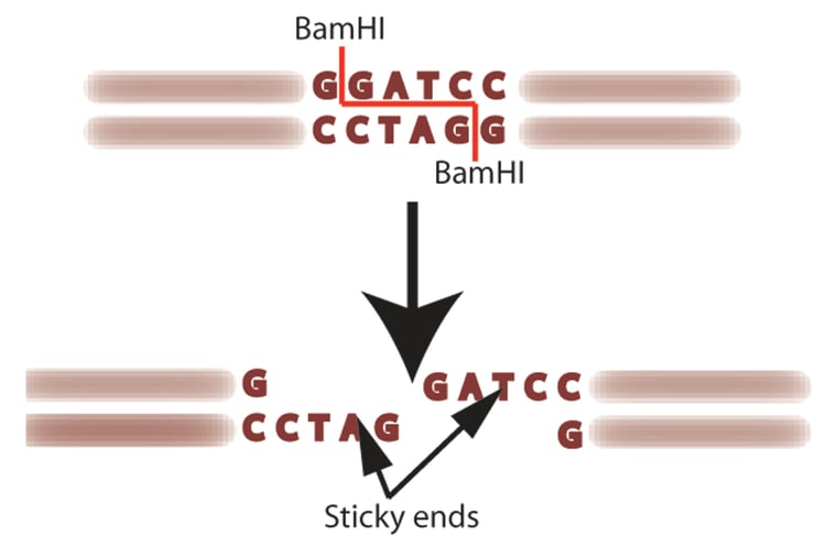 Restriction Enzyme Analysis How To Make The Cut